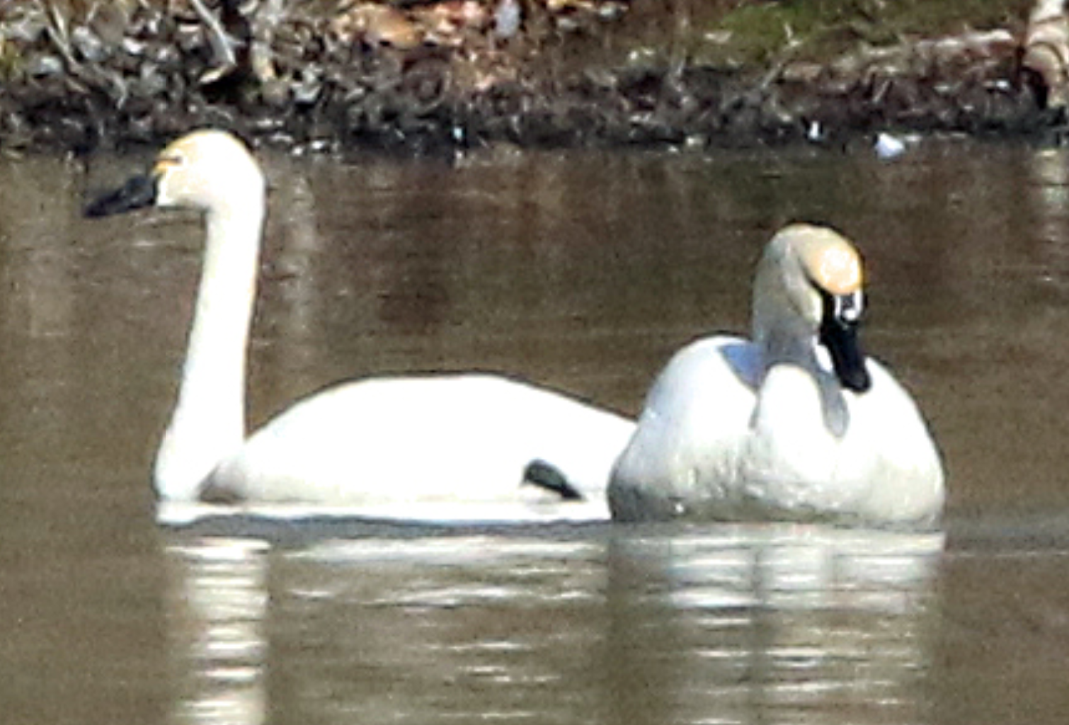 Swan Whatbird 4.PNG