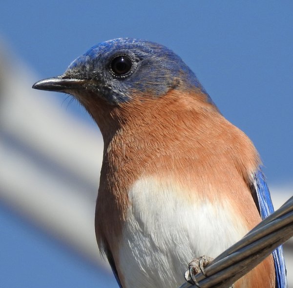 bluebird, eastern (24).JPG