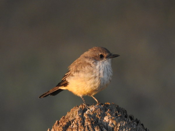 flycatcher, vermilon (6).JPG