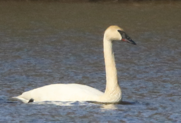 Swan Whatbird 2.PNG