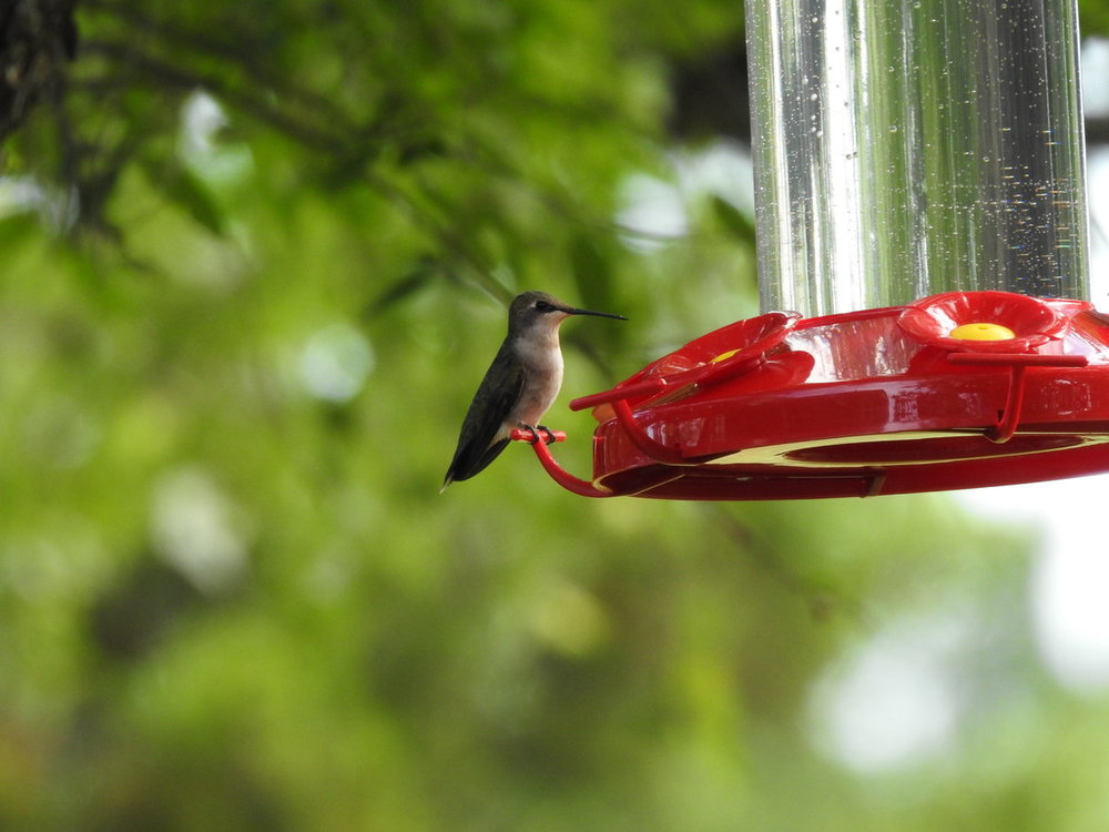 hummingbird, black chinned (2).JPG