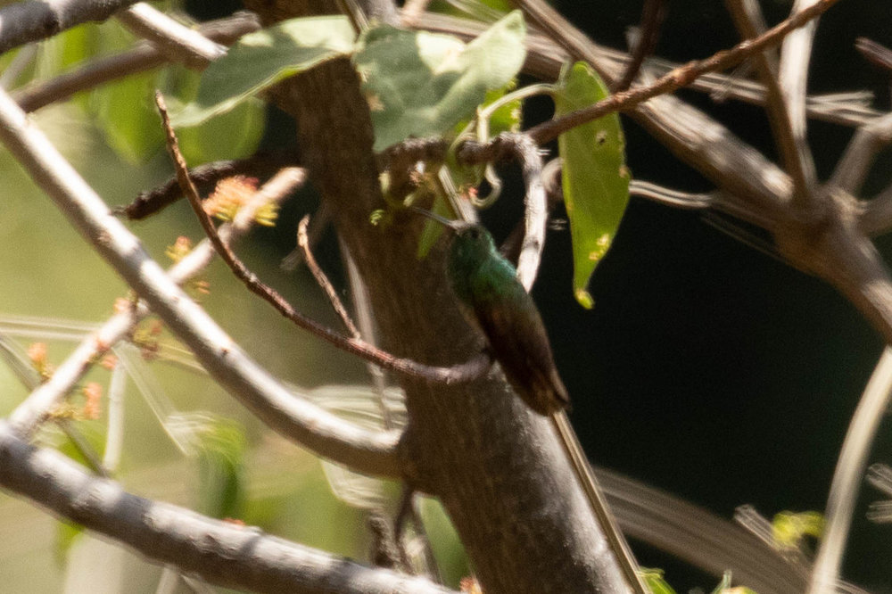 Hummingbird for ID 5 - berryline.jpg