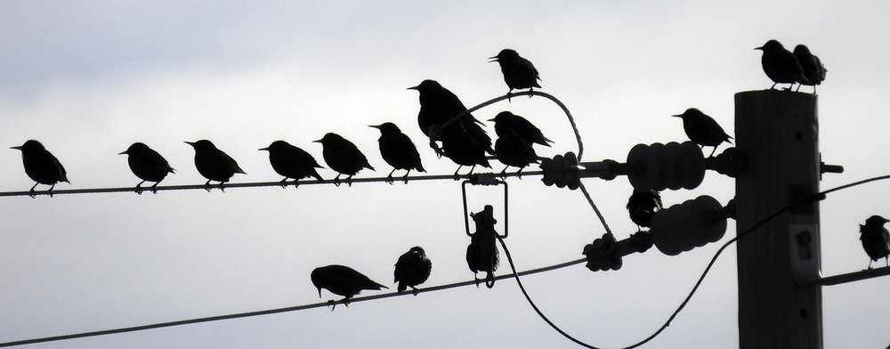 Starlings on a Wire.jpg