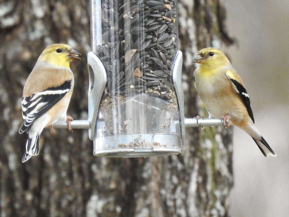 goldfinch, american (7).JPG