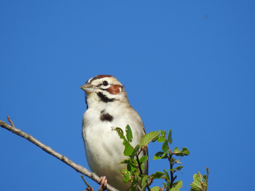 sparrow, lark (1).JPG