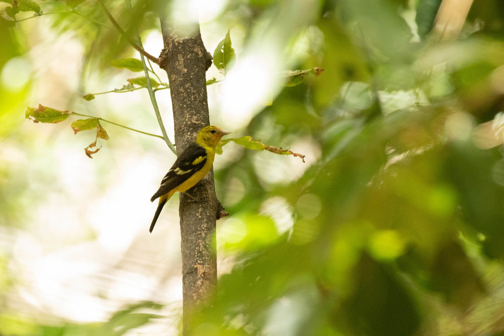 Tanager for ID - western.jpg