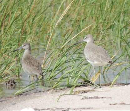 1347744911_WilletSubspecies.JPG.fcc519a8a5d4a78bdea93a03f6b06bb1.JPG
