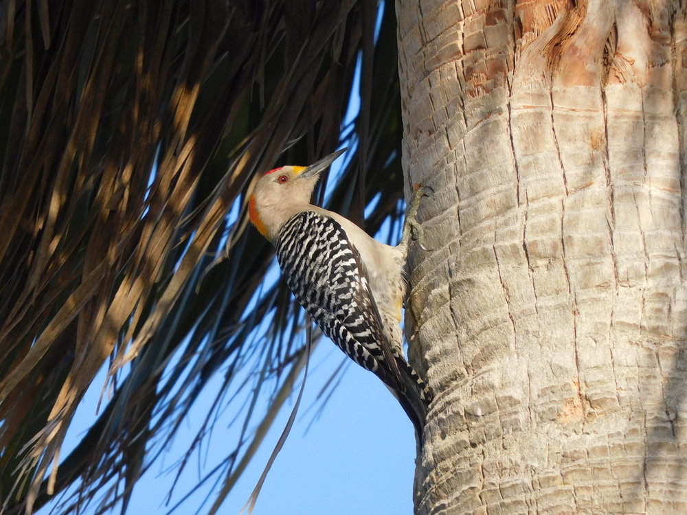 Golden-fronted Woodpecker.JPG