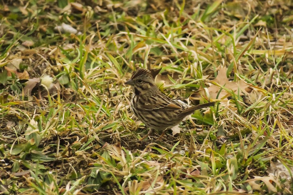 Song Sparrow.jpg