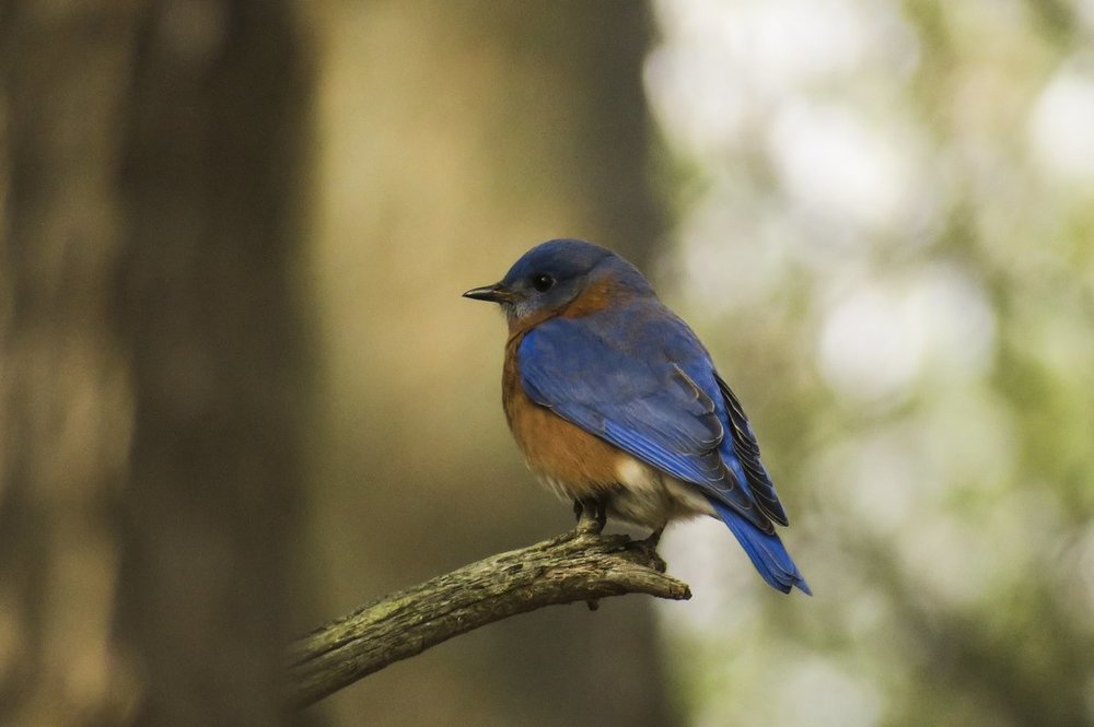 Eastern Bluebird 2.jpg