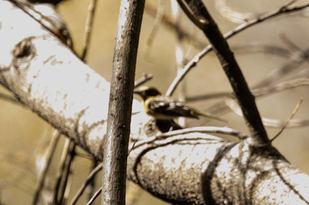 Oriole for ID.jpg