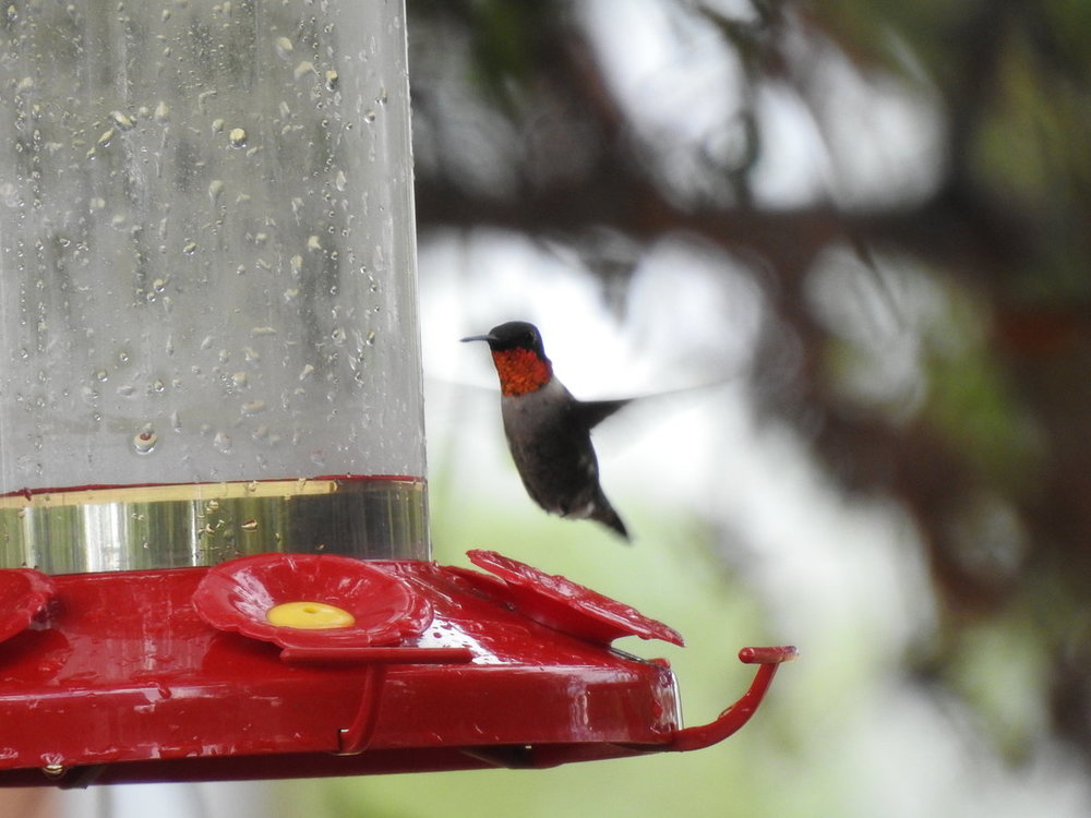hummingbird ruby,-throated (3).JPG