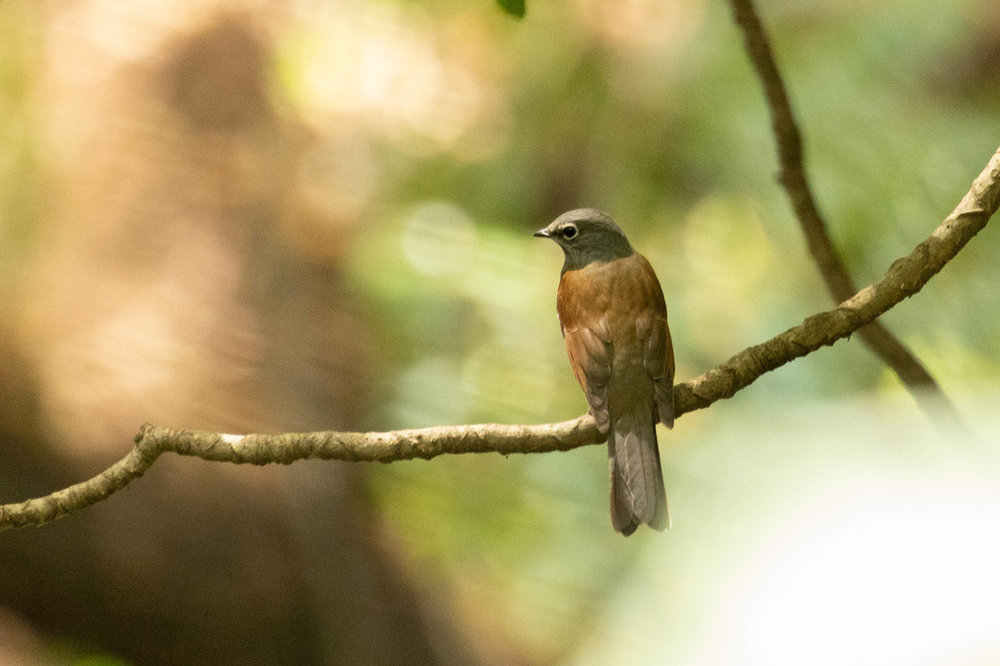 Brown-backed Solitaire 1.jpg