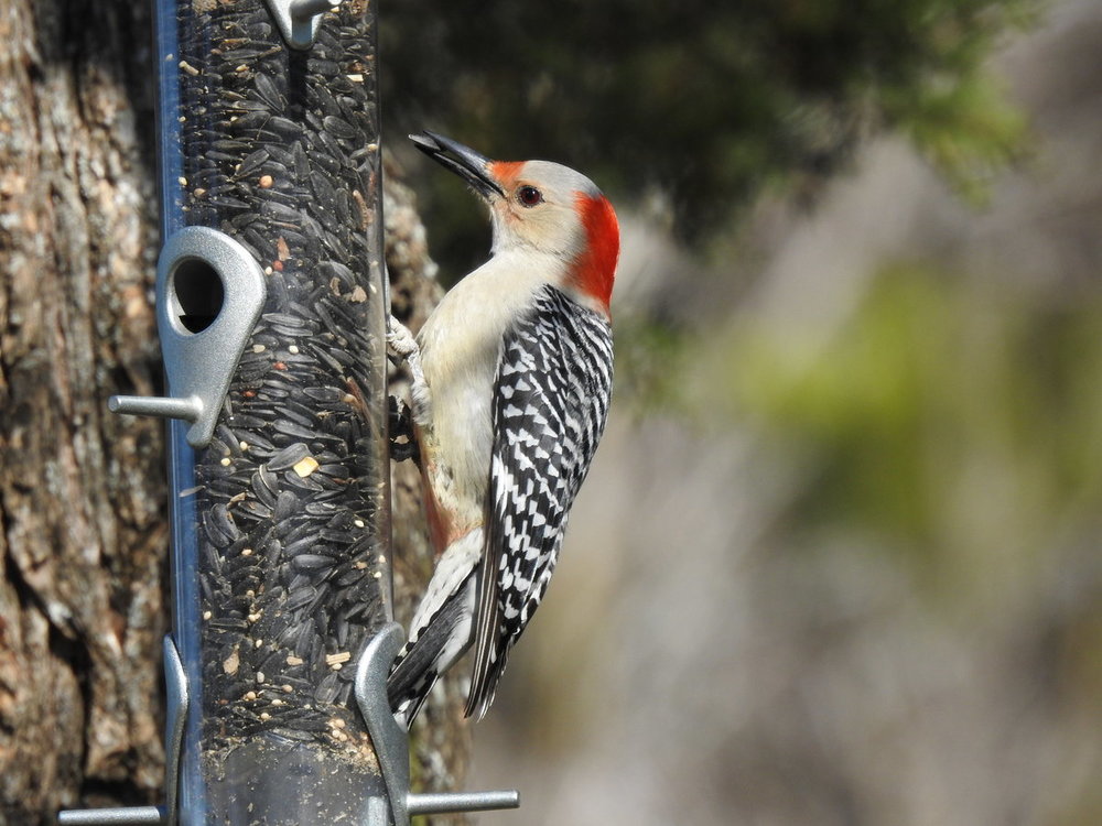 woodpecker, red bellied (5).JPG