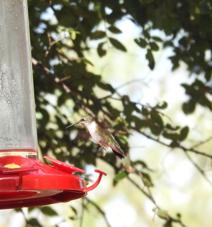 hummingbird ruby,-throated (10).JPG