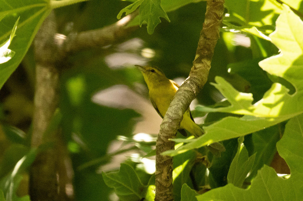 Tanager for ID.jpg