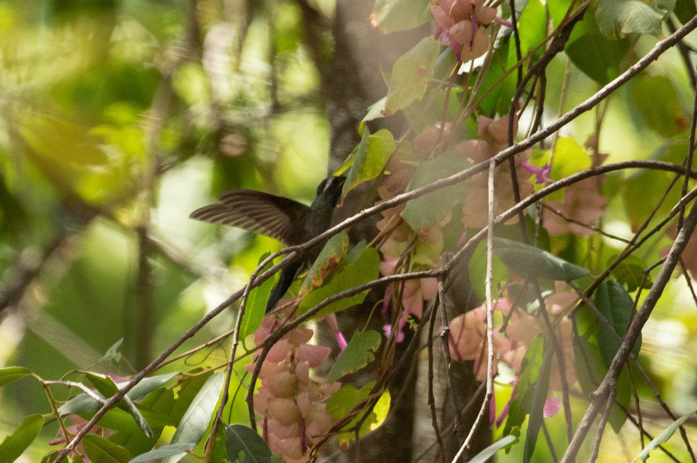 Hummingbird for ID 3.jpg