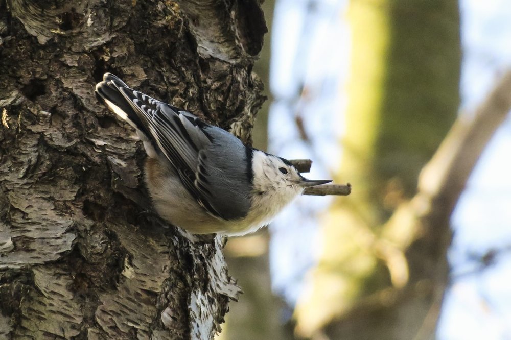 White-breasted Nuthatch 2.jpg