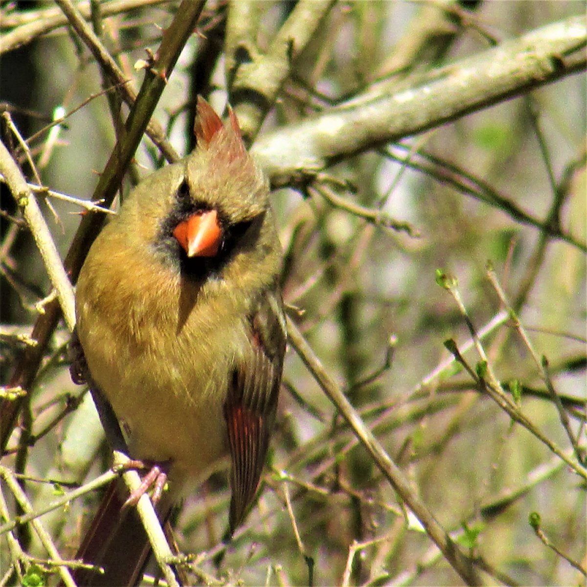 Female Cardinals: Identification Tips, Rare Color Variants, And