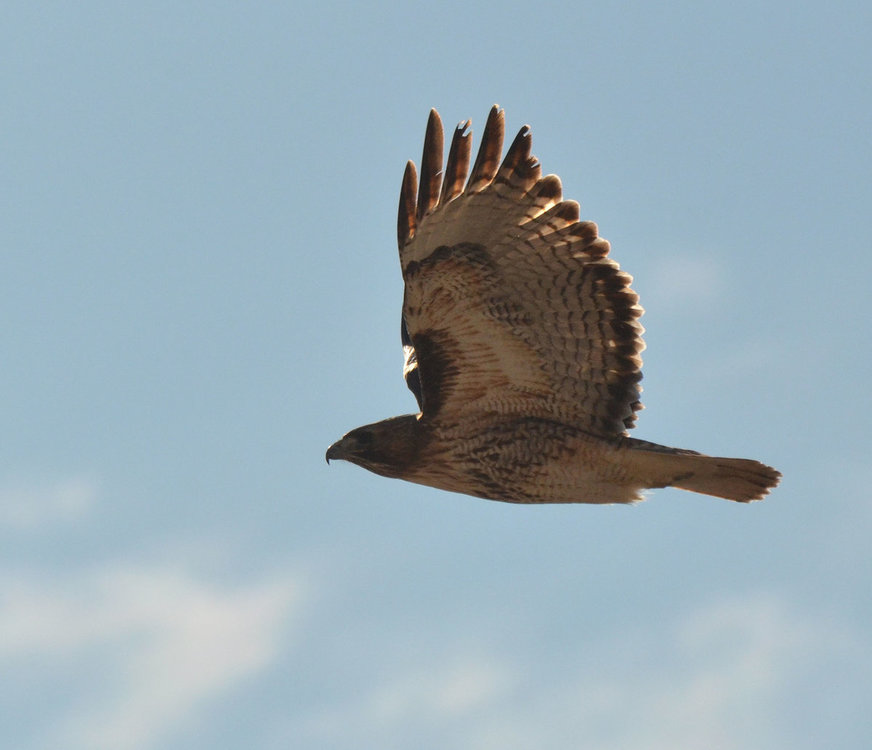 DSC_2303-1.jpg