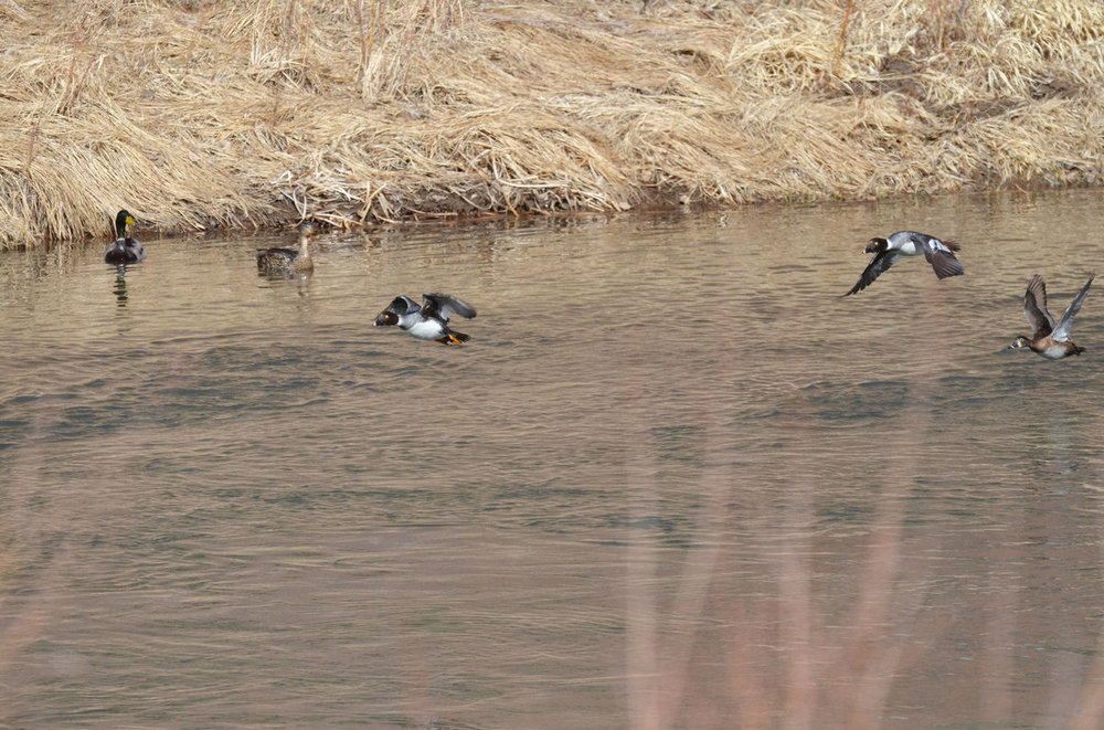 DSC_2376-1.jpg