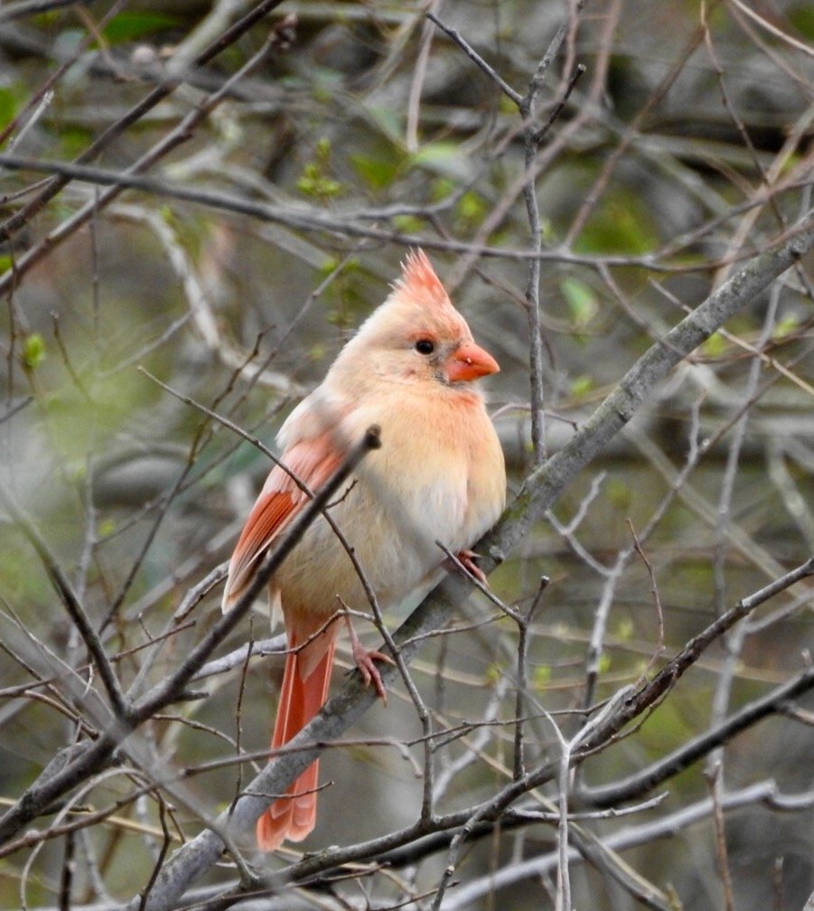 Leucistic Cardinal. Male or Female ? Help Me Identify a North