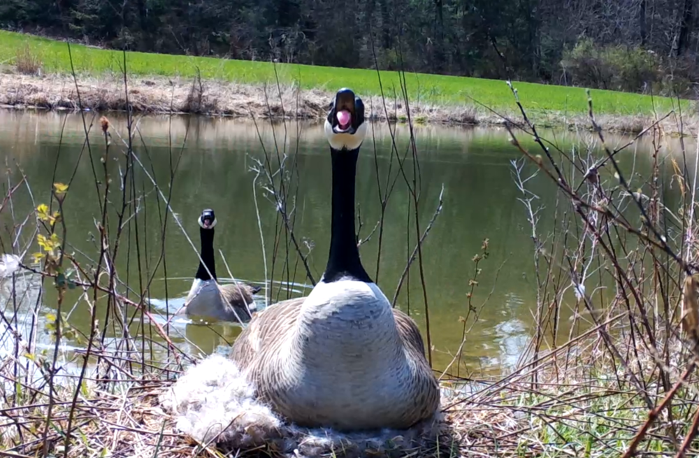 Goose.png