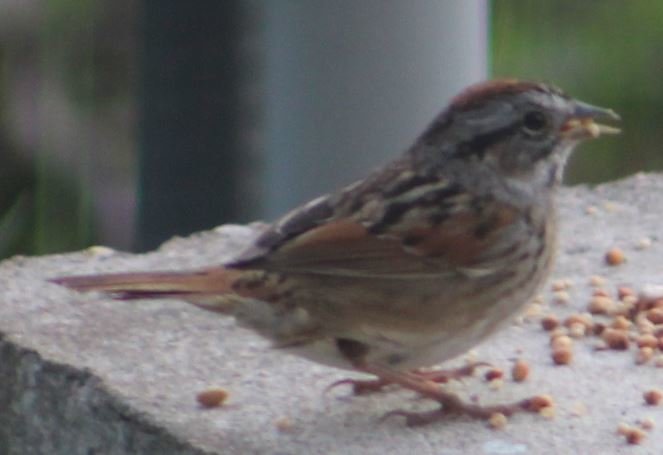Sparrow2.JPG