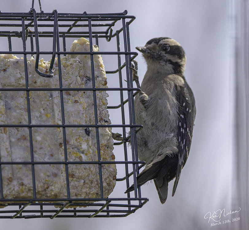 downy_woodpecker_6111.jpg