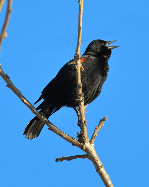 blackbird 2.JPG