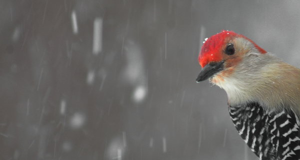 red belied woodpecker 6.JPG