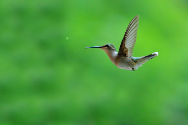 hummingbird13.JPG