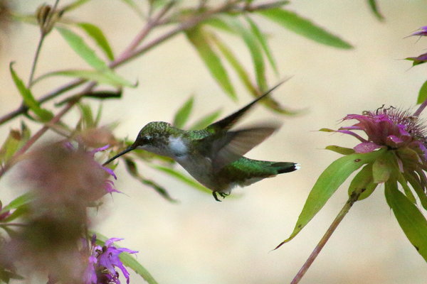 hummingbird20.JPG