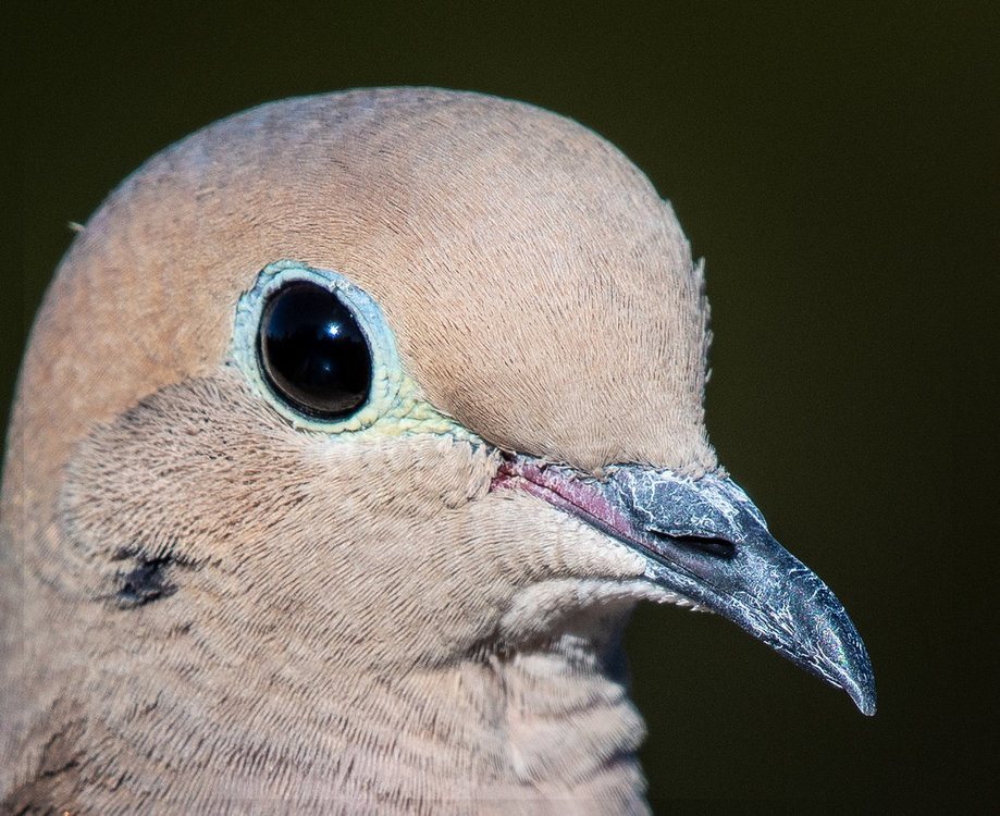 Mourning Dove.jpg