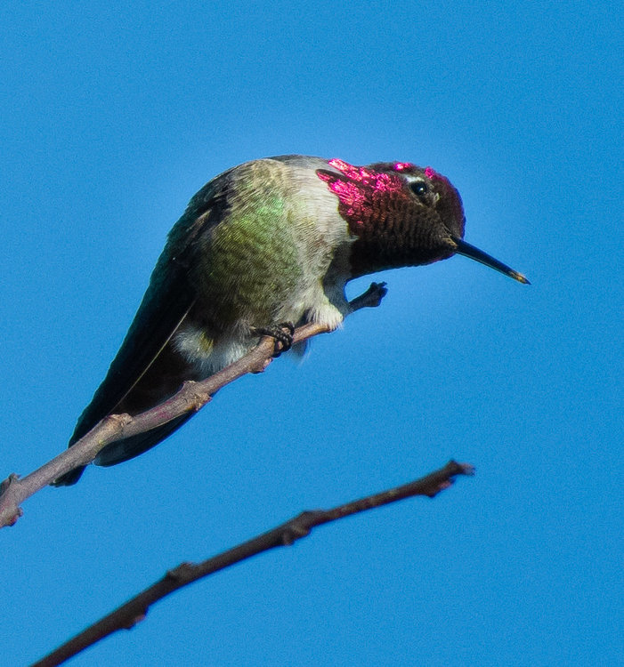 Anna's Hummingbird 2.jpg