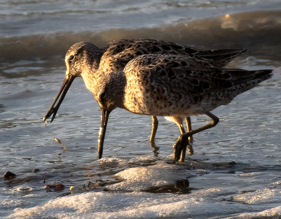 Shore bird.jpg