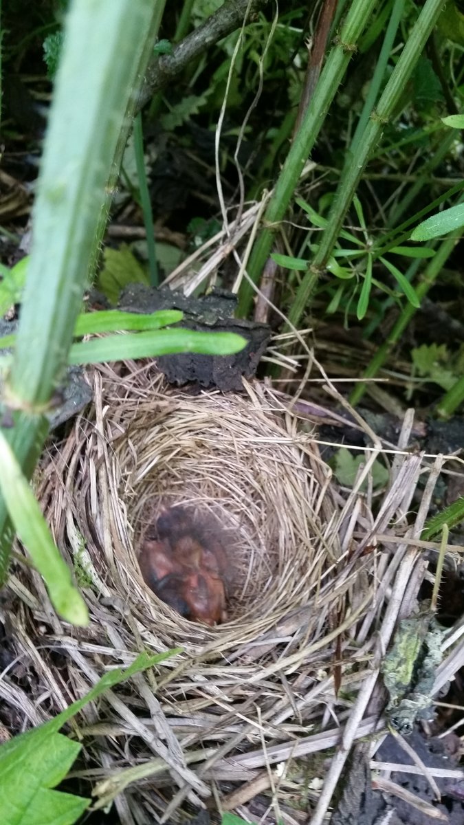 Nest Song Sparrow Help Me Identify A North American Bird Whatbird Community