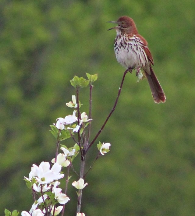 257553809_brownthrashersinginginappletree.JPG.e803a412abaea84efc5e8a16697f0d71.JPG