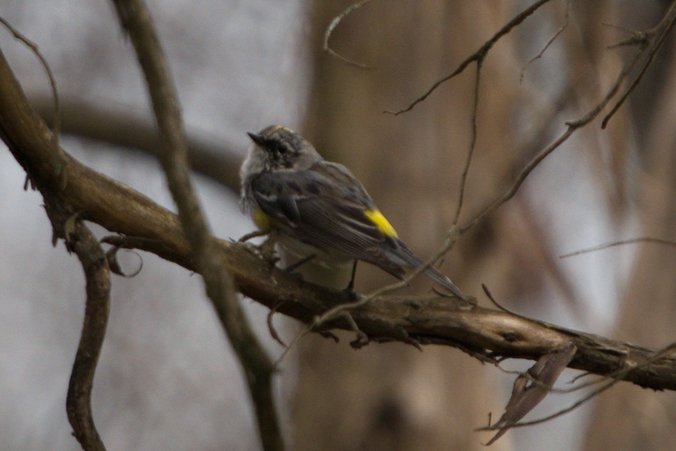 maybe Yellow-rumped warbler.jpg