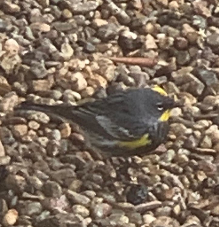yellow birdy.jpg