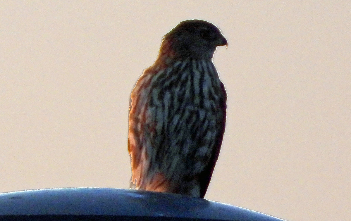 Merlin? Hawk? - Help Me Identify a North American Bird - Whatbird Community