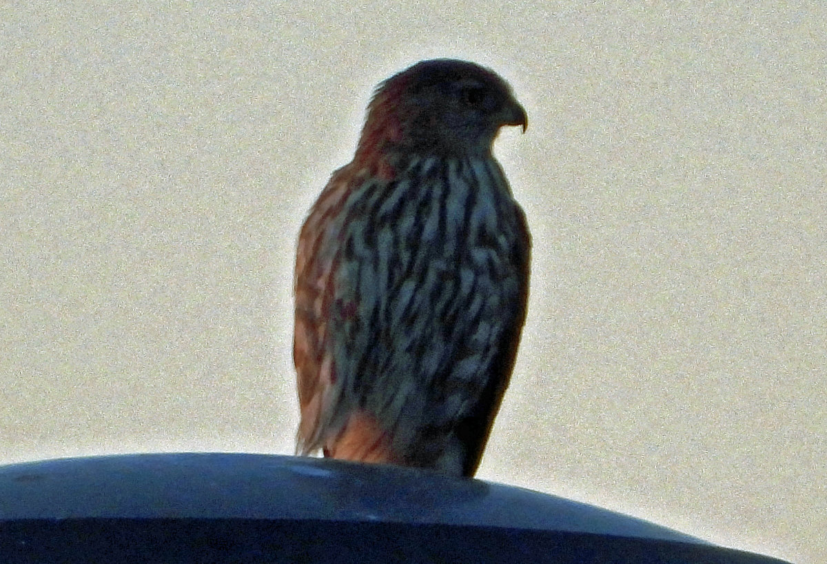 Merlin? Hawk? - Help Me Identify a North American Bird - Whatbird Community