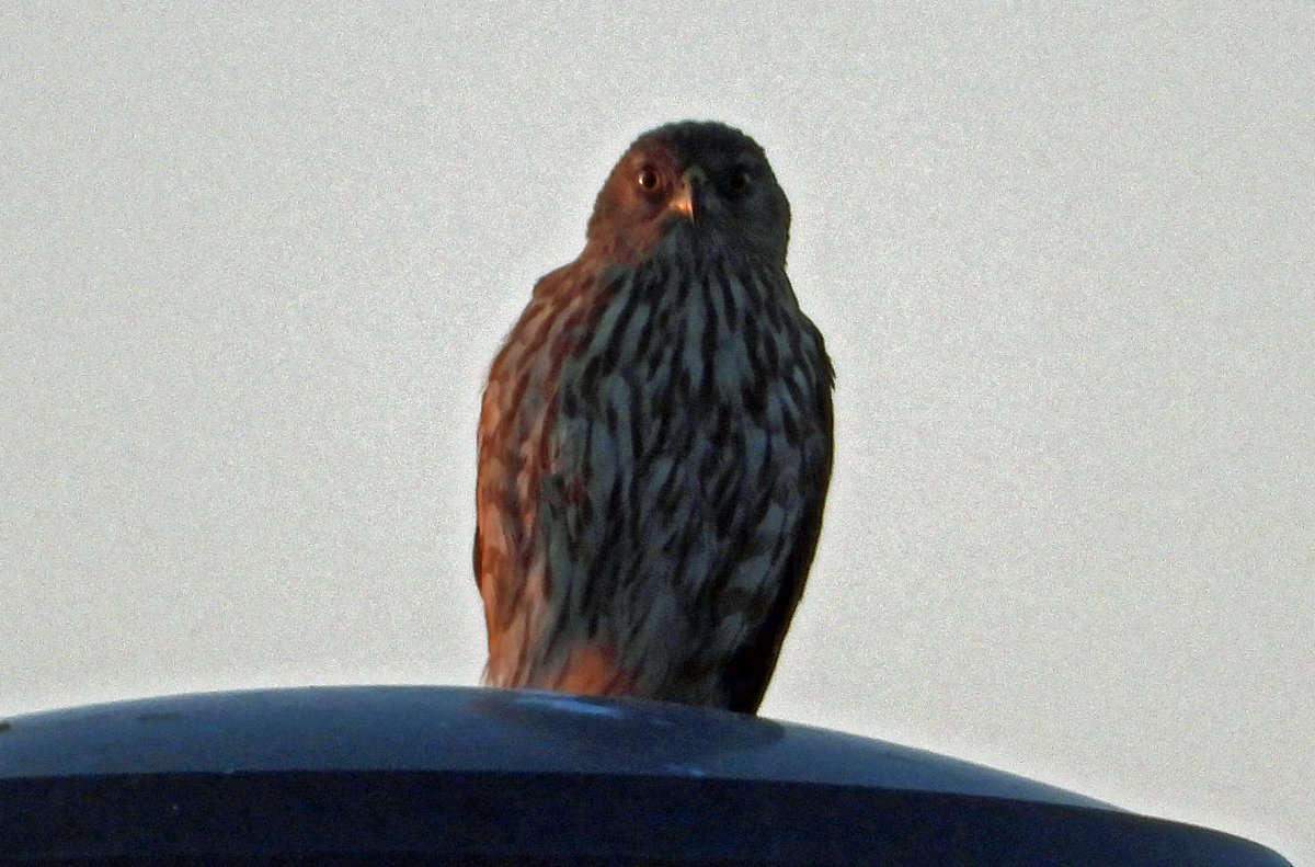 Merlin? Hawk? - Help Me Identify a North American Bird - Whatbird Community