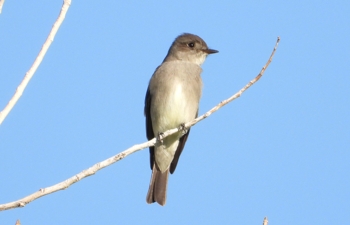 Olive Sided Warbler And Western Wood Pewee Help Me Identify A North