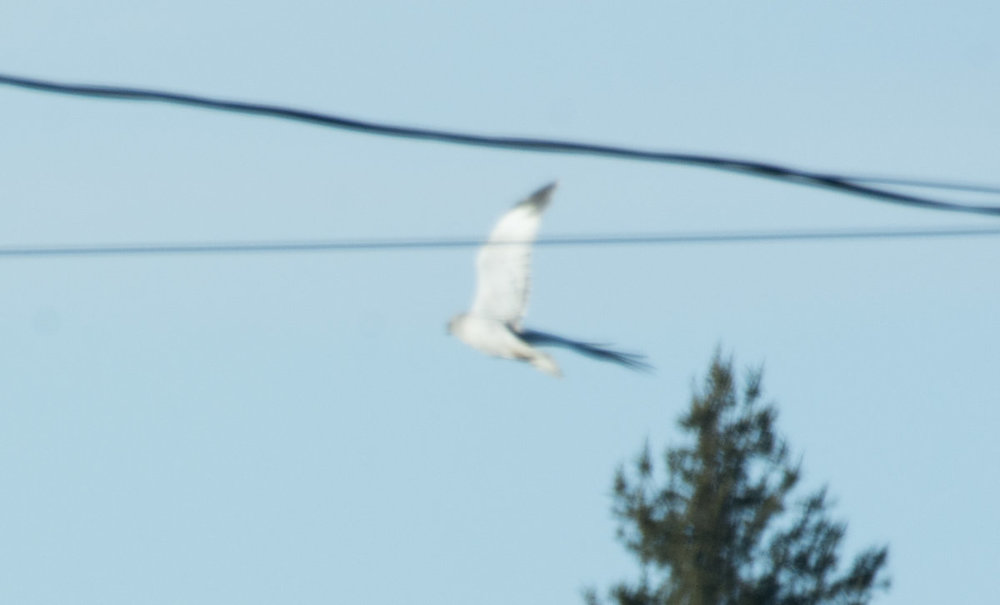 DSC_1314.jpg