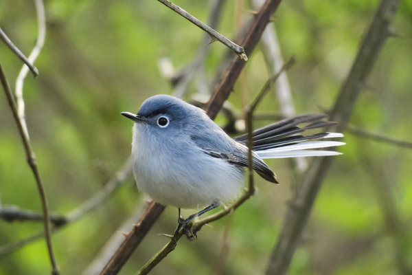 Blue-gray Gnatcatcher (3).jpg
