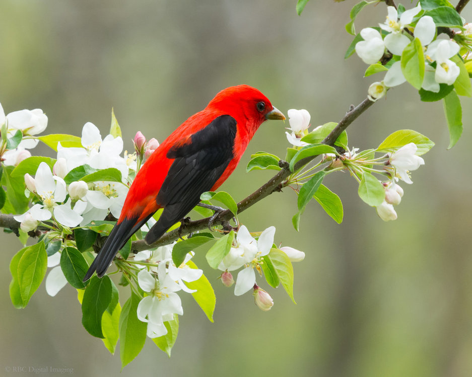 Scarlet Tanager blossom 8x10 HVT-7226664.jpg