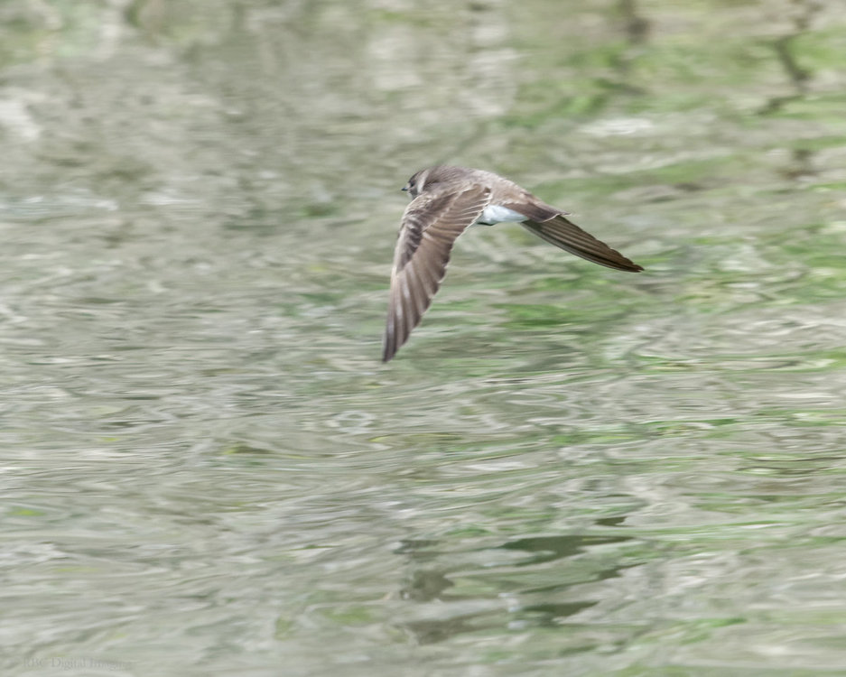 Northern Rough-winged Swallow if HVT 7224740 -.jpg