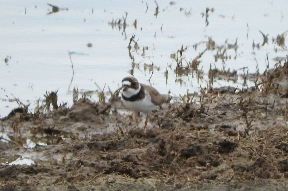 Semipalmated Plover 5-15-20.JPG