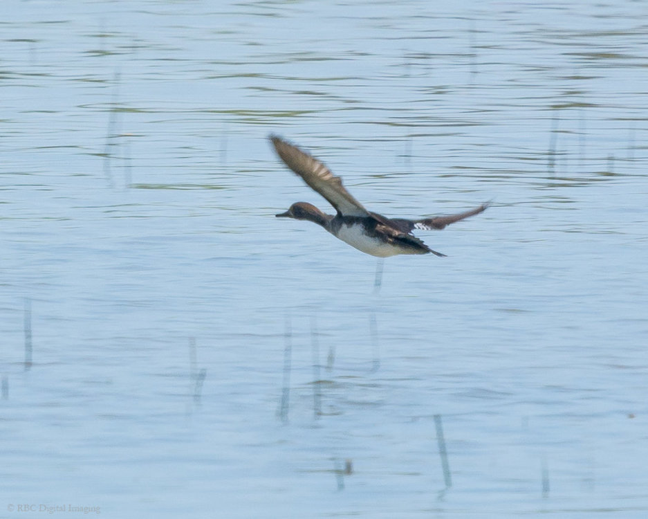 Lesser Scaup f HVT-7226750.jpg